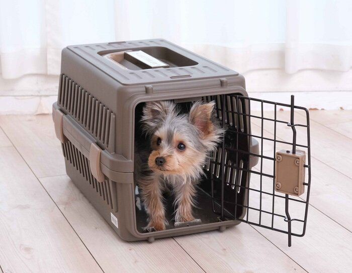 愛犬がクレート好きになる４ステップ 災害時 移動時に便利なクレートを活用しよう