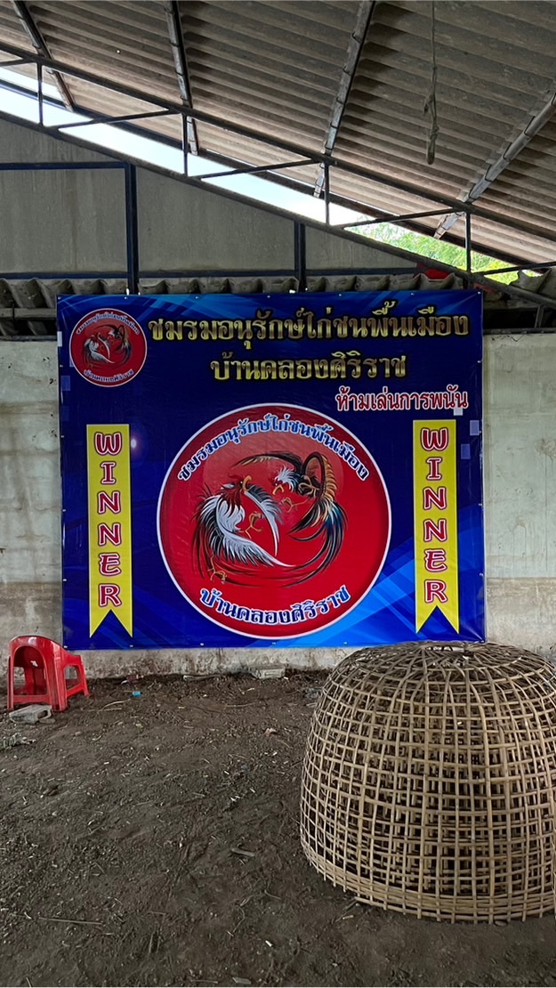 สนามไก่ชนพื้นเมือง บ้านคลองศิริราช บางเลน