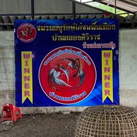 สนามไก่ชนพื้นเมือง บ้านคลองศิริราช บางเลน