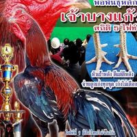 สกายป่าก๋อยตีหลัง