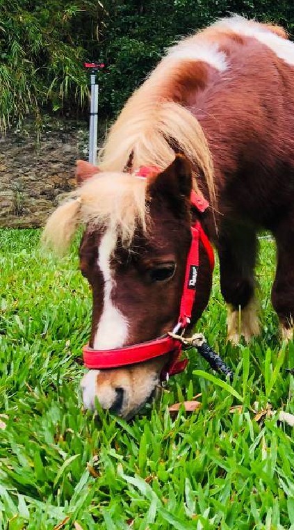 赫利豐岳露營區