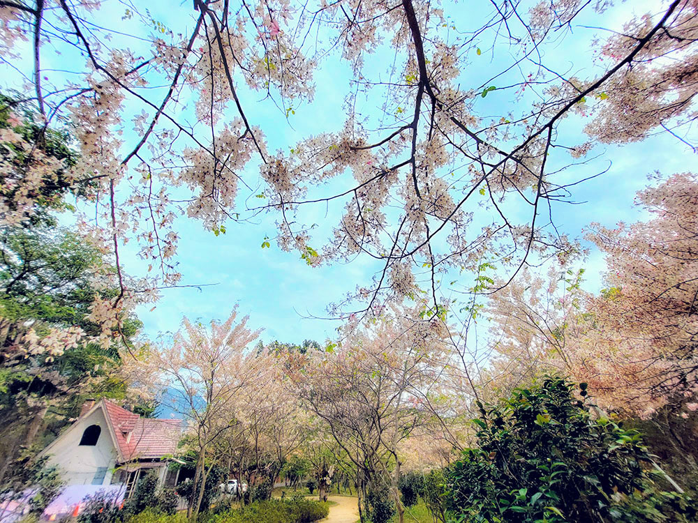 新威森林公園內每逢3~5月花旗木季節，就會染成一片浪漫的粉紅。(攝影/ Naru)