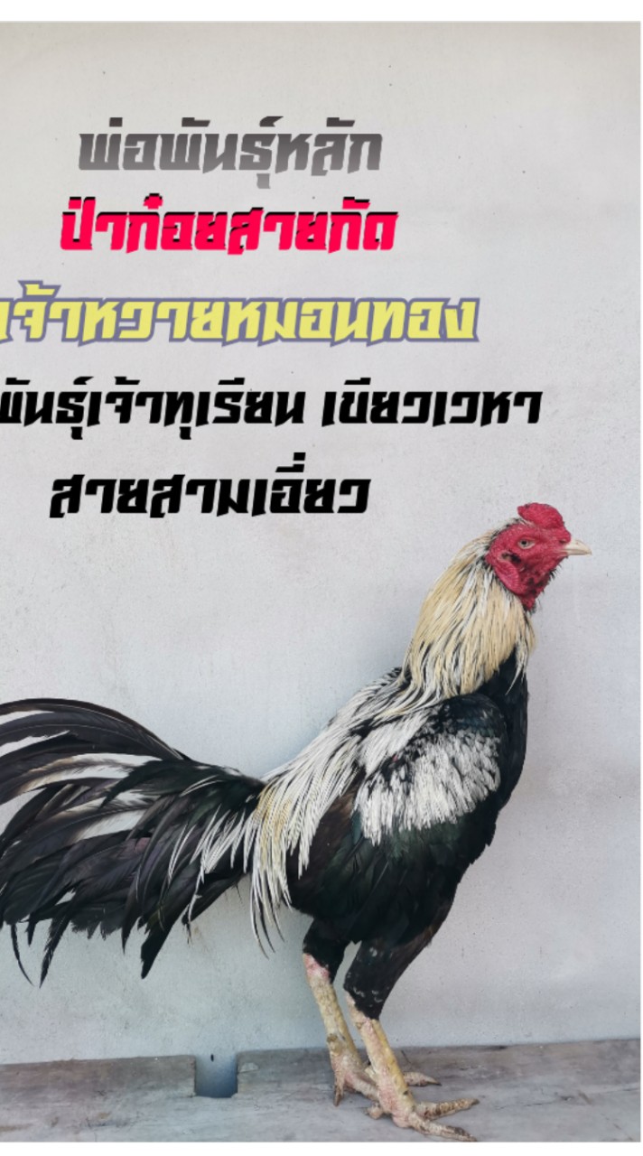 ซุ้ม คำหงษา ฟาร์ม ไก่ชน