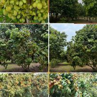 สวนบุญตุ้ม-น่าน ผลไม้ปลอดสาร