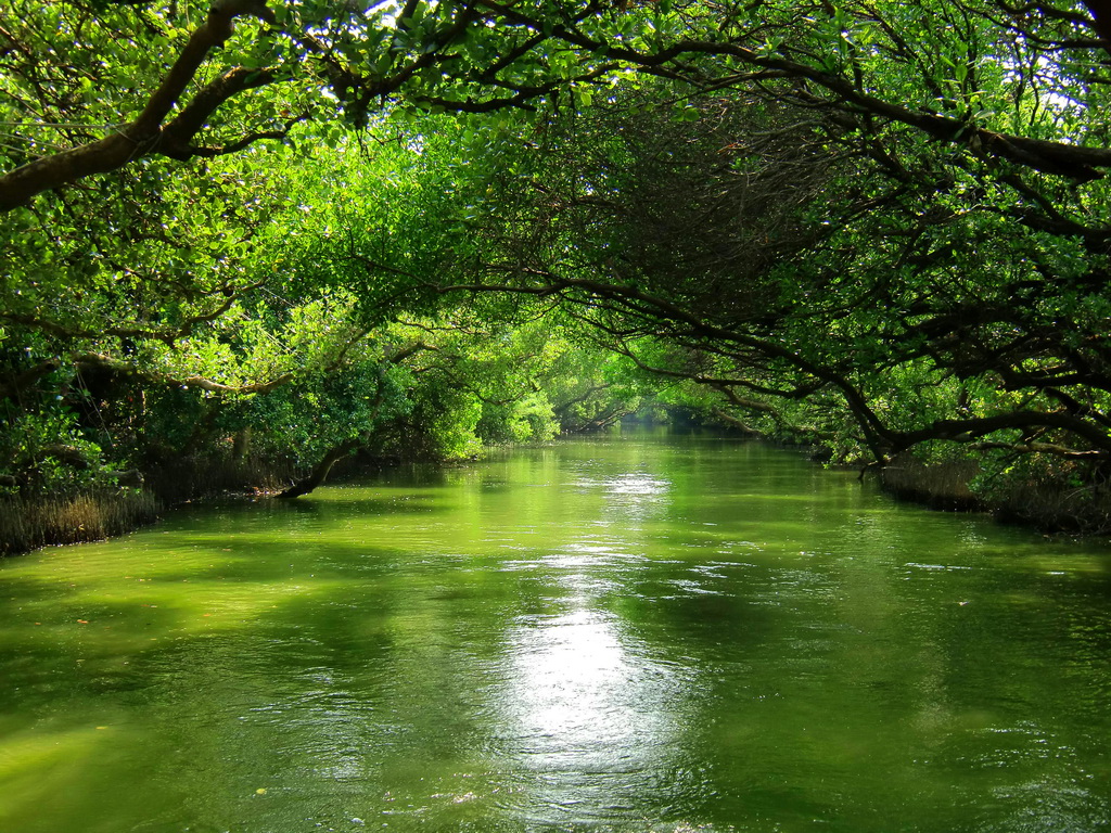 四草綠色隧道