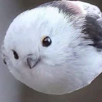 ワイワイ学園(カオス☆)