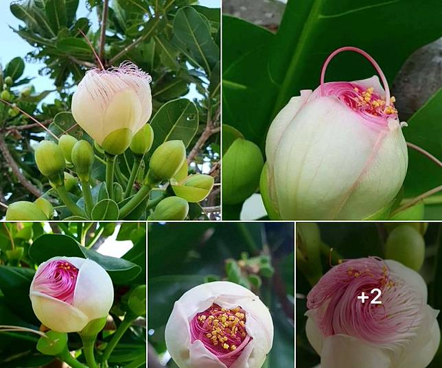 錯誤 西藏特有吉祥花寶塔花或瑪哈默鲁照片 喜馬拉雅山上每400年盛開一次 熱帶植物棋盤腳 Mygopen Line Today