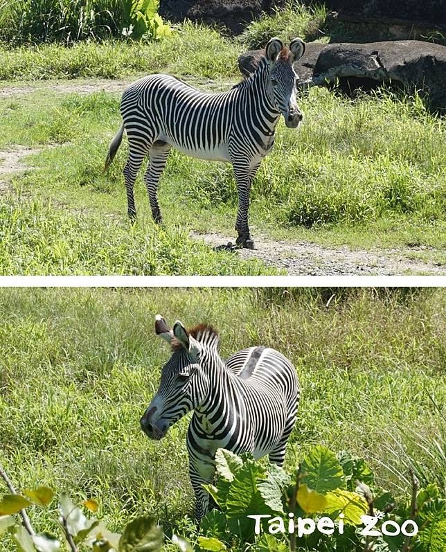 格列威斑馬 來台台北 京都動物園簽友好協定 中華日報 Line Today