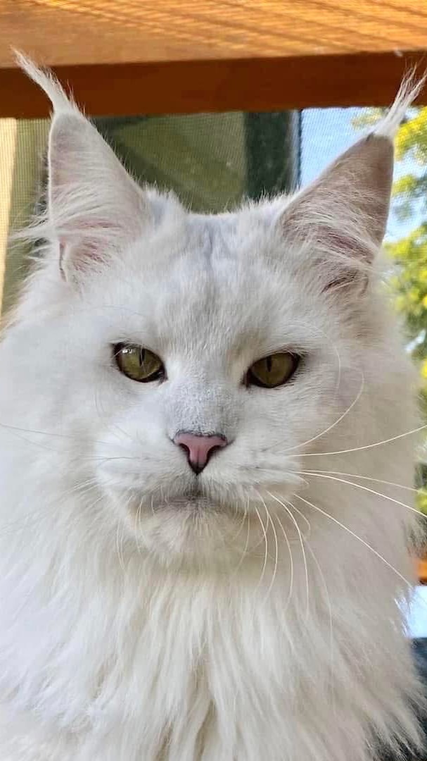 Hot new Maine coon Thailand🔥🔥