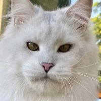 Hot new Maine coon Thailand🔥🔥