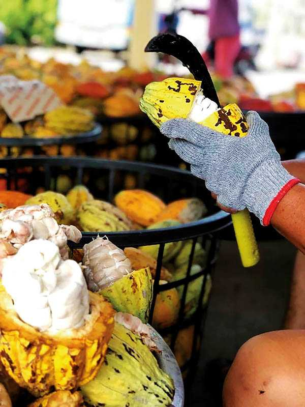 敲殼取籽：取籽置木箱（約47℃）2至3天發酵淡酸。（圖／TC巧鋪）