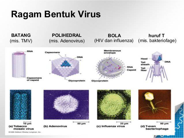 Mengenal Bentuk Virus Dari Variasi Ukuran Dan Komposisi Kimiawinya Merdeka Com Line Today