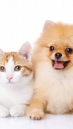 犬派？猫派？