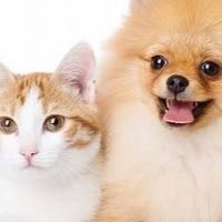 犬派？猫派？