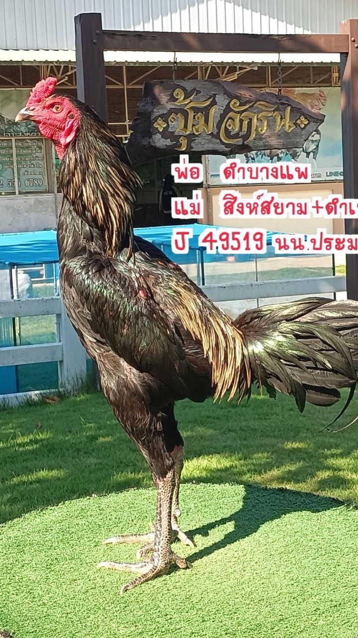 ก.ร่มโพธิ์ทอง ฟาร์ม