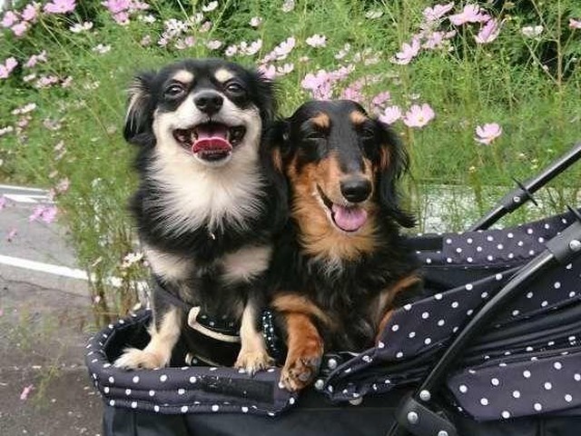 ほっておいていいの 犬からフケが出る原因と対処法 いぬのきもちnews