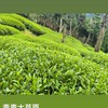 趣茶葉茶葉討論中心