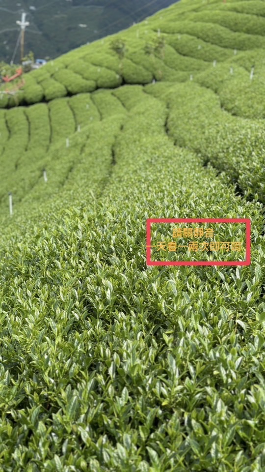 趣茶葉茶葉討論中心
