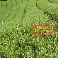 趣茶葉茶葉討論中心