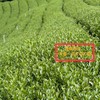 趣茶葉茶葉討論中心