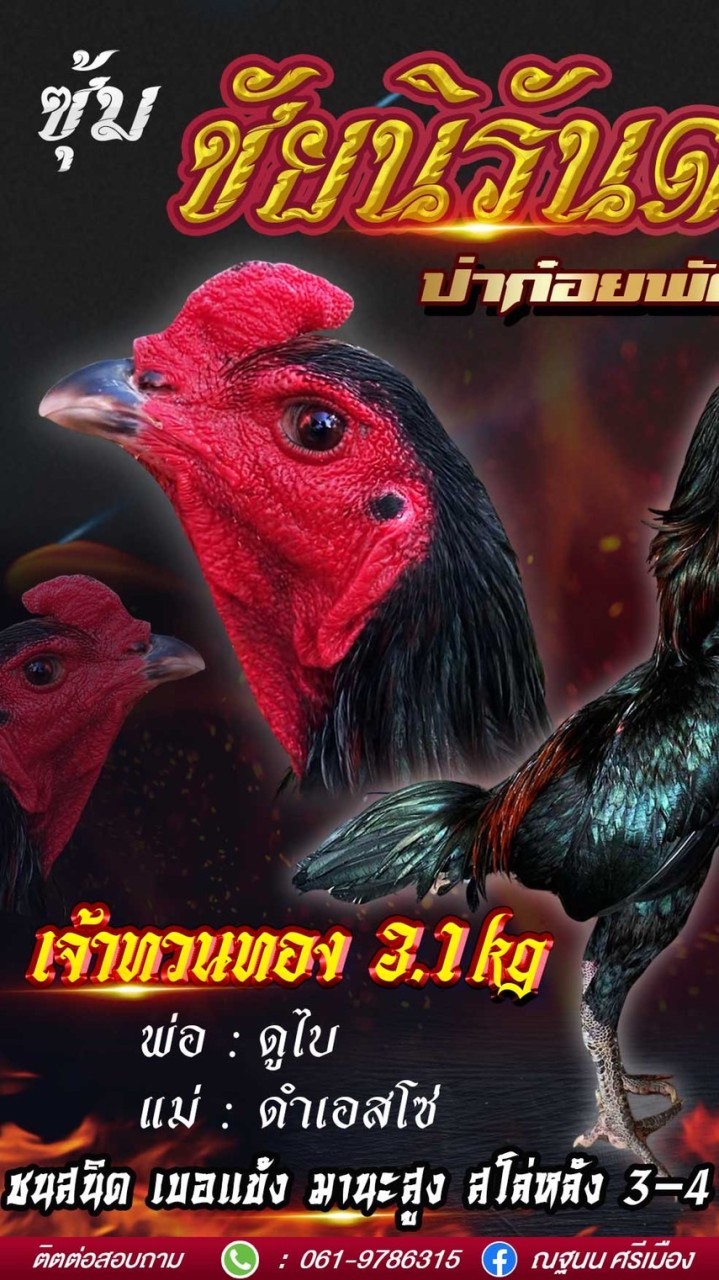 ซุ้ม ชัยนิรันดร ป่าก๋อยสับหลัง
