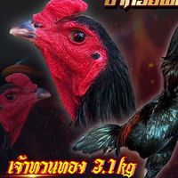 ซุ้ม ชัยนิรันดร ป่าก๋อยสับหลัง