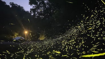 世界地球日：蘋果找來生態攝影師，教你用 iPhone 捕捉螢火蟲之美