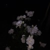 ホント君は救えない！  【原石壁打】
