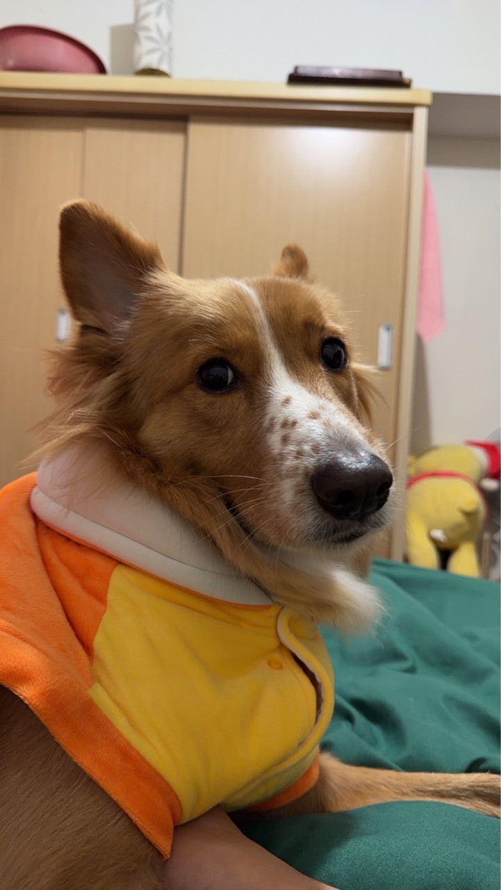 大二體育：正念與樂活/排球