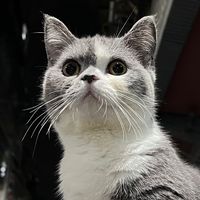 寵物討論ᶘ ᵒᴥᵒᶅ