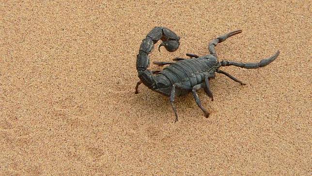 12 Arti Mimpi Membunuh Binatang Menurut Primbon Jawa Bijaklah Dalam Memaknainya Bola Com Line Today