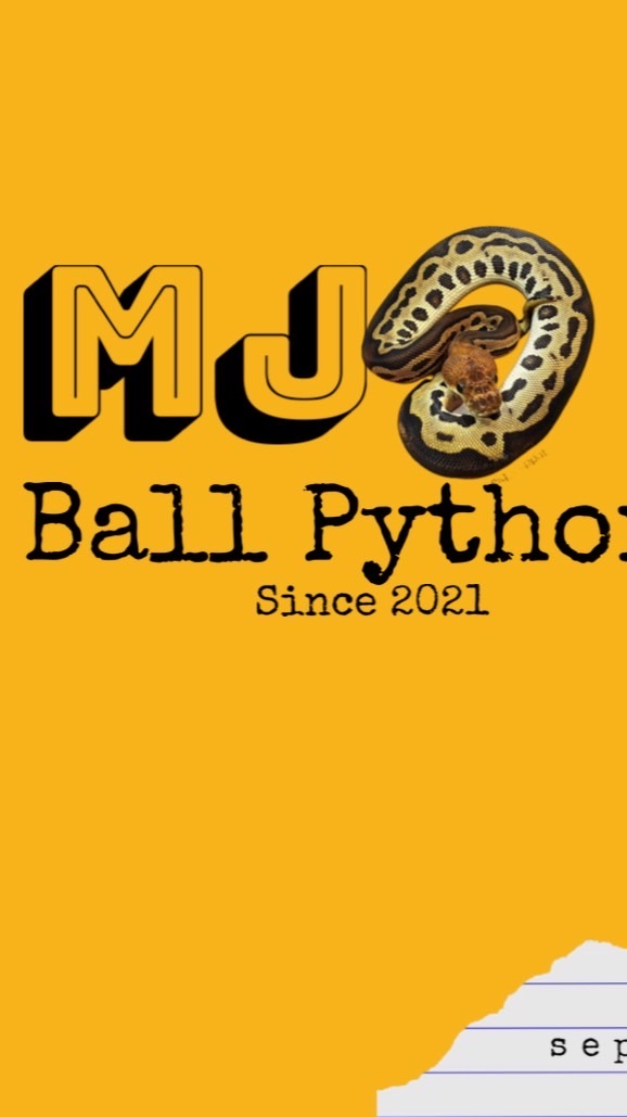 MJ ballpython