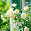 昭和生まれの独身アダルトチルドレン/毒親