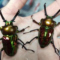 王牌の甲蟲群