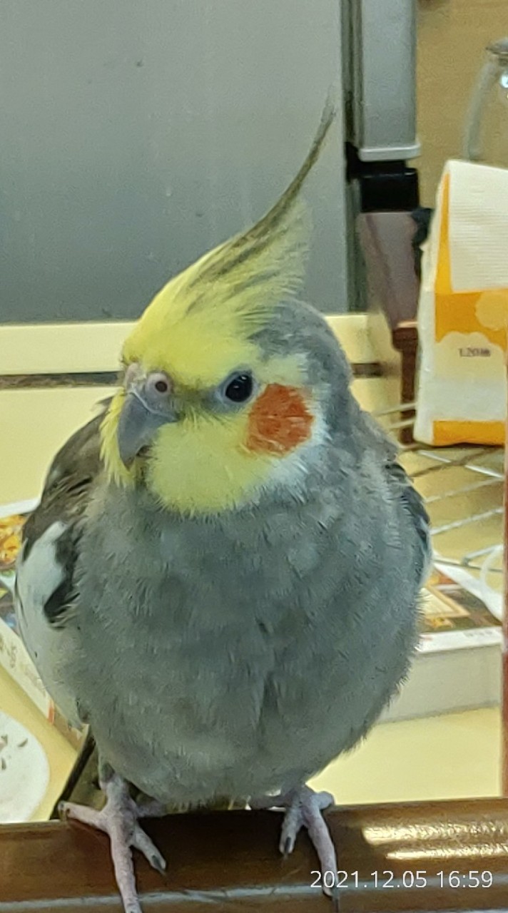 啾~玄鳳鸚鵡粉