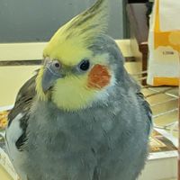 啾~玄鳳鸚鵡粉