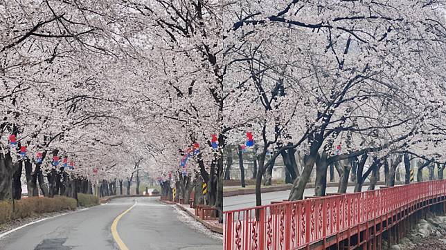 ▲韓國櫻花首爾景點｜伊甸園櫻花路 （圖／candice_ltl, Instagram)