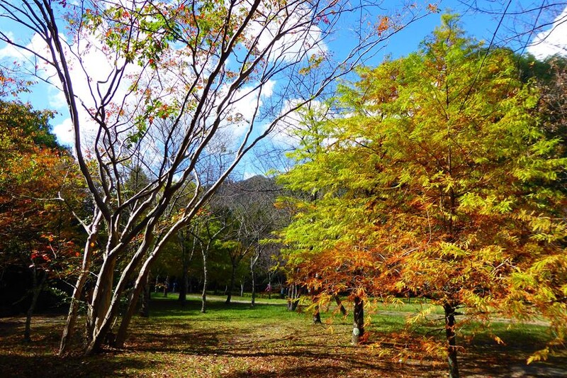此為奧萬大國家森林遊樂區2018年11月景象