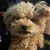 サービス管理責任者の集い