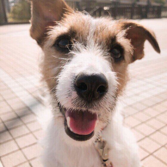 犬が人の口まわりをなめるのはなぜ やめさせる方法は