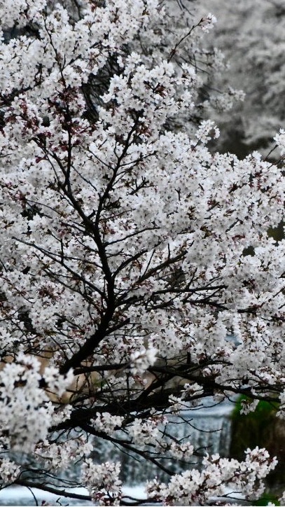 「日本の風景」 風景写真、カメラが好きな人