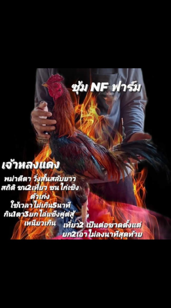 ซุ้ม   NF  ฟาร์ม