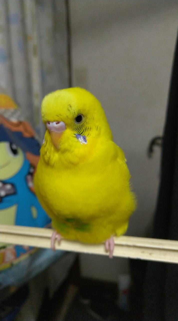 セキセイインコを飼ってる方の雑談や育て方を交流しあいませんか☺️楽しい部屋にしたいと思っています🐦️