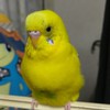 セキセイインコを飼ってる方の雑談や育て方を交流しあいませんか☺️楽しい部屋にしたいと思っています🐦️