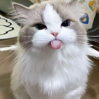 ด้อม เด้กเอ๋อ ไง