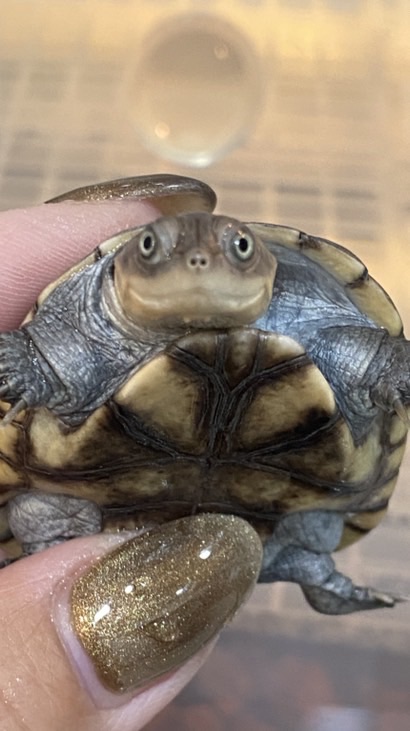 龜房樂趣🐢🏠