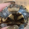 龜房樂趣🐢🏠