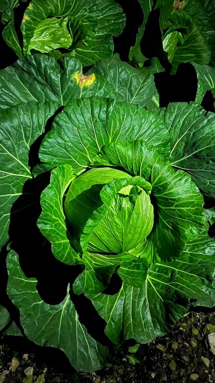 🥬斯柏579//淡水蔬果🥬