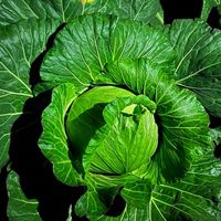 🥬斯柏579//淡水蔬果🥬