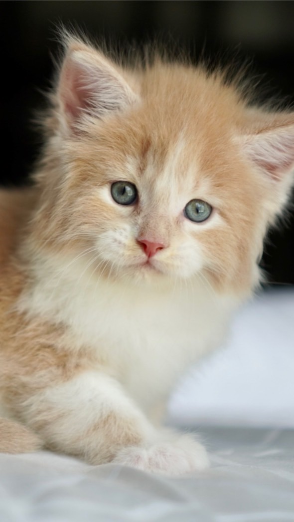 Dollar house Cattery